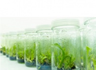 QUI TRÌNH NHÂN GIỐNG HOA LAN BẰNG PHƯƠNG PHÁP NUÔI CẤY MÔ TẾ BÀO